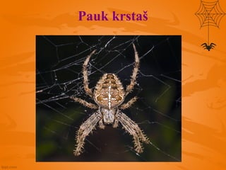 Pauk krstaš
 