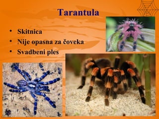 Tarantula

Skitnica

Nije opasna za čoveka

Svadbeni ples
 