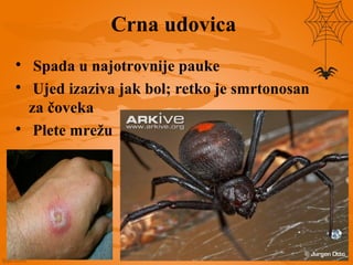 Crna udovica

Spada u najotrovnije pauke

Ujed izaziva jak bol; retko je smrtonosan
za čoveka

Plete mrežu
 