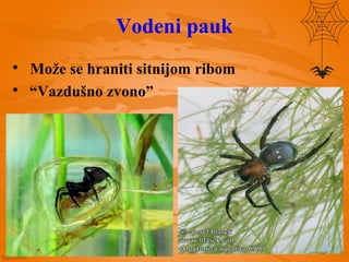 Vodeni pauk

Može se hraniti sitnijom ribom

“Vazdušno zvono”
 
