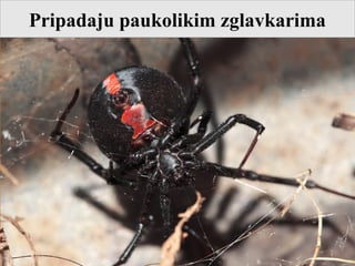 Pripadaju paukolikim zglavkarima
 