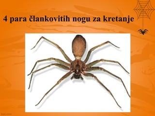 4 para člankovitih nogu za kretanje
 