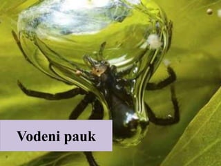 Vodeni pauk
 
