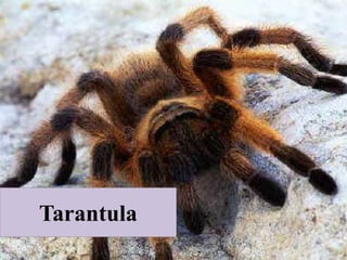 Tarantula
 