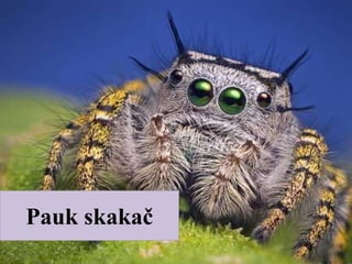 Pauk skakač
 