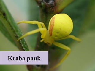 Kraba pauk
 
