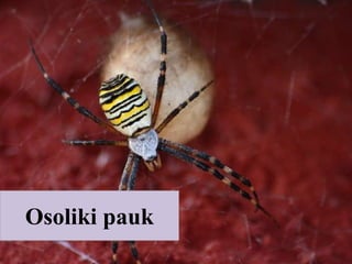 Osoliki pauk
 