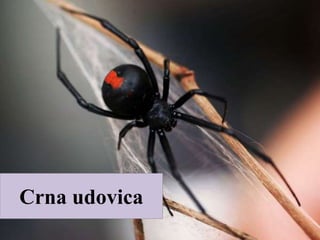 Crna udovica
 