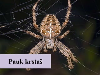 Pauk krstaš
 