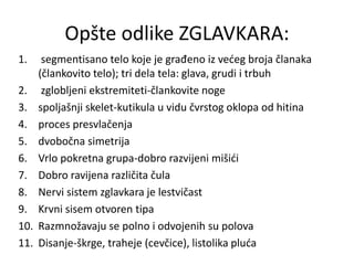 Opšte odlike ZGLAVKARA:
1. segmentisano telo koje je građeno iz većeg broja članaka
(člankovito telo); tri dela tela: glava, grudi i trbuh
2. zglobljeni ekstremiteti-člankovite noge
3. spoljašnji skelet-kutikula u vidu čvrstog oklopa od hitina
4. proces presvlačenja
5. dvobočna simetrija
6. Vrlo pokretna grupa-dobro razvijeni mišići
7. Dobro ravijena različita čula
8. Nervi sistem zglavkara je lestvičast
9. Krvni sisem otvoren tipa
10. Razmnožavaju se polno i odvojenih su polova
11. Disanje-škrge, traheje (cevčice), listolika pluća
 