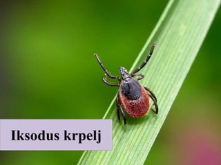 Iksodus krpelj
 