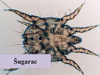 Šugarac
 