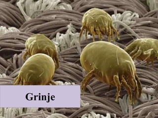 Grinje
 