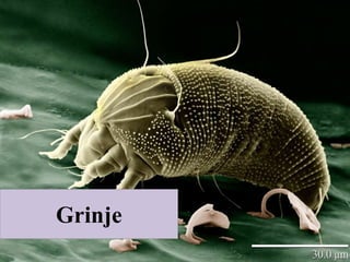 Grinje
 