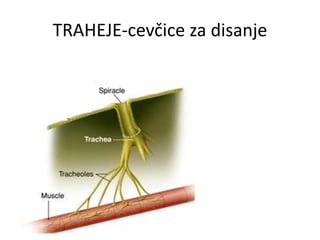 TRAHEJE-cevčice za disanje
 