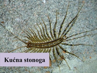 Kućna stonoga
 