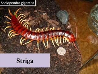 Scolopendra gigantea
Striga
 