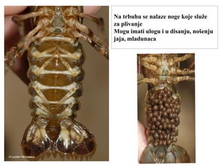 Na trbuhu se nalaze noge koje služe
za plivanje
Mogu imati ulogu i u disanju, nošenju
jaja, mladunaca
 