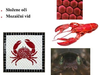 Složene oči
Mozaični vid
 