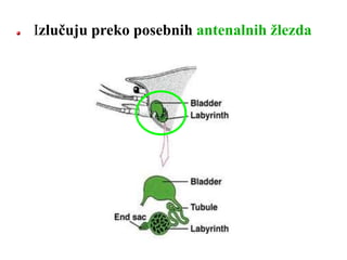 Izlučuju preko posebnih antenalnih žlezda
 