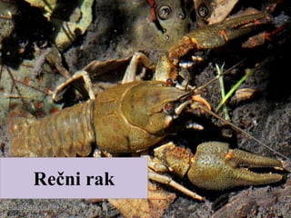 Rečni rak
 