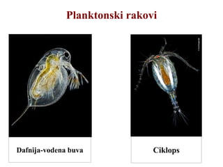 Planktonski rakovi
Dafnija-vodena buva Ciklops
 