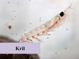 Kril
 