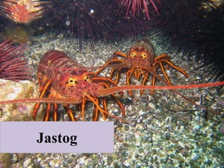 Jastog
 