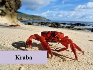 Kraba
 