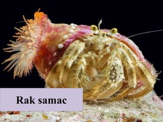 Rak samac
 