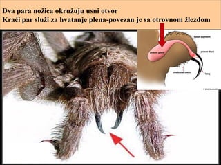 Dva para nožica okružuju usni otvor
Kraći par služi za hvatanje plena-povezan je sa otrovnom žlezdom
 