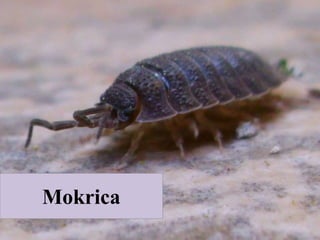Mokrica
 