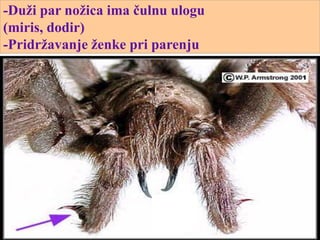 -Duži par nožica ima čulnu ulogu
(miris, dodir)
-Pridržavanje ženke pri parenju
 