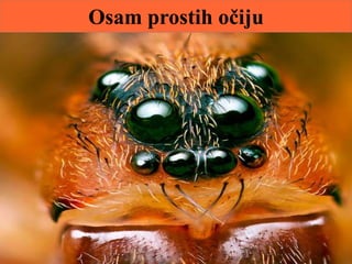 Osam prostih očiju
 