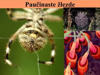 Paučinaste žlezde
 