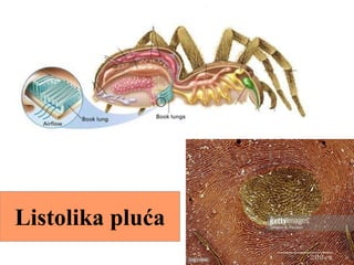 Listolika pluća
 