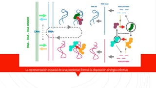 Autogenesis Autogénesis: una alternativa para comprender el origen de la memoria ...