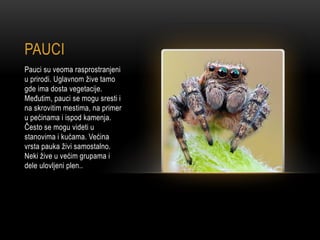 PAUCI
Pauci su veoma rasprostranjeni
u prirodi. Uglavnom žive tamo
gde ima dosta vegetacije.
Međutim, pauci se mogu sresti i
na skrovitim mestima, na primer
u pećinama i ispod kamenja.
Često se mogu videti u
stanovima i kućama. Većina
vrsta pauka živi samostalno.
Neki žive u većim grupama i
dele ulovljeni plen..
 