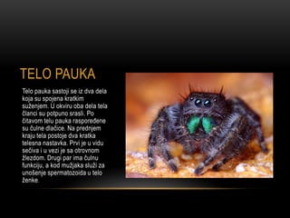 TELO PAUKA
Telo pauka sastoji se iz dva dela
koja su spojena kratkim
suženjem. U okviru oba dela tela
članci su potpuno srasli. Po
čitavom telu pauka raspoređene
su čulne dlačice. Na prednjem
kraju tela postoje dva kratka
telesna nastavka. Prvi je u vidu
sečiva i u vezi je sa otrovnom
žlezdom. Drugi par ima čulnu
funkciju, a kod mužjaka služi za
unošenje spermatozoida u telo
ženke.
 