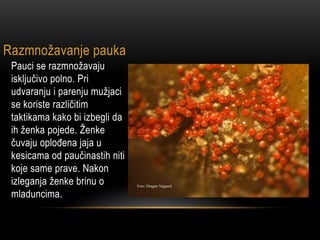 Razmnožavanje pauka
Pauci se razmnožavaju
isključivo polno. Pri
udvaranju i parenju mužjaci
se koriste različitim
taktikama kako bi izbegli da
ih ženka pojede. Ženke
čuvaju oplođena jaja u
kesicama od paučinastih niti
koje same prave. Nakon
izleganja ženke brinu o
mladuncima.
 