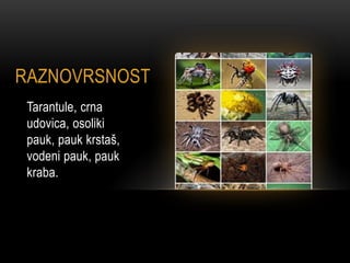 RAZNOVRSNOST
Tarantule, crna
udovica, osoliki
pauk, pauk krstaš,
vodeni pauk, pauk
kraba.
 