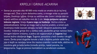 KRPELJI I GRINJE-ACARINA
• Danas je poznato oko 40 000 vrsta mada se smatra da je taj broj
mnogo veći. Žive u svim delovima sveta, a mnoge vrste su paraziti
biljaka, životinja i gljiva. Grinje su veličine oko 1mm i sitnije dok su
krpelji veličine od nekoliko mm do 1 cm. Imaju potpuno spojene
telesne regione. Imaju 4 para nogu za hodanje. Većina vrsta su
slobodnoživeće. Grinje se mogu naći u kućnoj prašini, a izmet ovih
životinjica može izazvati alergiju na koži i disajnim putevima kod
čoveka. Vodene grinje živi u slatkoj vodi, paukolike grinje nanose štetu
mnogim biljnim vrstama, a jedna od najpoznatijih je šugarac koji
izaziva kožno oboljenje šugu. Šugarac parazitira u koži čoveka i drugih
sisara. Ženka pravi dugačke kanale u koži u kojima polaže veliki broj
jaja iz kojih se razvijaju larve što izaziva crvenilo i svrab kože, obično na
mestima gde je koža tanka (između prstiju, ispod pazuha, na
preponama. Šuga se prenosi kontaktom sa zaraženom osobom.
 