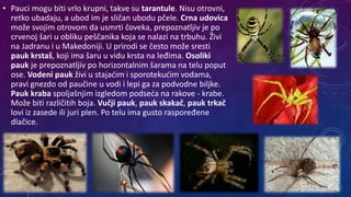 • Pauci mogu biti vrlo krupni, takve su tarantule. Nisu otrovni,
retko ubadaju, a ubod im je sličan ubodu pčele. Crna udovica
može svojim otrovom da usmrti čoveka, prepoznatljiv je po
crvenoj šari u obliku peščanika koja se nalazi na trbuhu. Živi
na Jadranu i u Makedoniji. U prirodi se često može sresti
pauk krstaš, koji ima šaru u vidu krsta na leđima. Osoliki
pauk je prepoznatljiv po horizontalnim šarama na telu poput
ose. Vodeni pauk živi u stajaćim i sporotekućim vodama,
pravi gnezdo od paučine u vodi i lepi ga za podvodne biljke.
Pauk kraba spoljašnjim izgledom podseća na rakove - krabe.
Može biti različitih boja. Vučji pauk, pauk skakač, pauk trkač
lovi iz zasede ili juri plen. Po telu ima gusto raspoređene
dlačice.
 