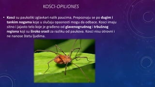 KOSCI-OPILIONES
• Kosci su paukoliki zglavkari nalik paucima. Prepoznaju se po dugim i
tankim nogama koje u slučaju opasnosti mogu da odbace. Kosci imaju
sitno i jajasto telo koje je građeno od glavenogrudnog i trbušnog
regiona koji su široko srasli za razliku od paukova. Kosci nisu otrovni i
ne nanose štetu ljudima.
 