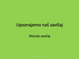 Upoznajemo naš zavičaj

      Nizinski zavičaj




          www.zbornica.com
 