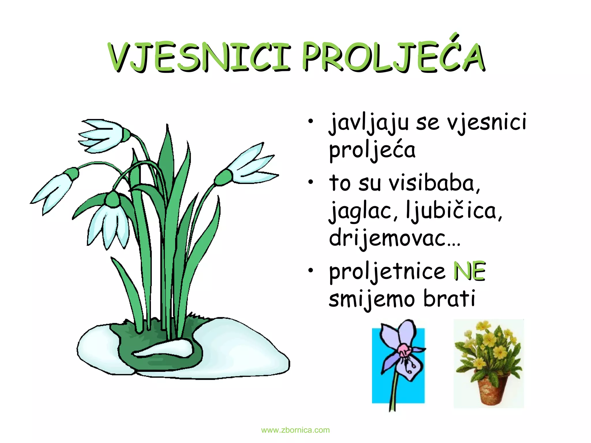 VJESNICI PROLJEĆA javljaju se vjesnici proljeća to su visibaba, jaglac, ljubičica,  drijemovac… proljetnice  NE  smijemo brati www.zbornica.com 