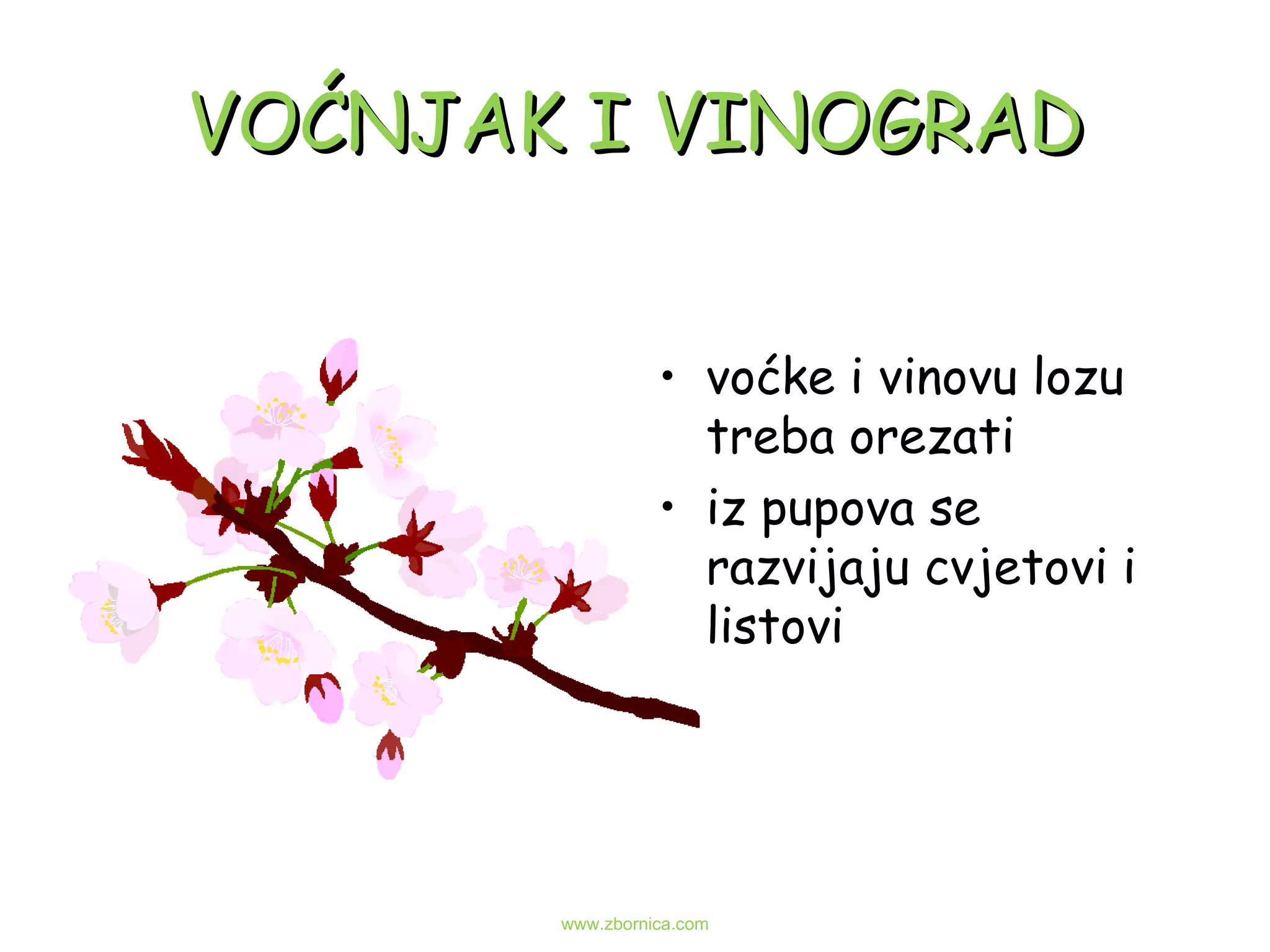 VOĆNJAK I VINOGRAD voćke i vinovu lozu treba orezati iz pupova se razvijaju cvjetovi i listovi www.zbornica.com 
