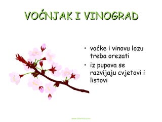 VOĆNJAK I VINOGRAD voćke i vinovu lozu treba orezati iz pupova se razvijaju cvjetovi i listovi www.zbornica.com 