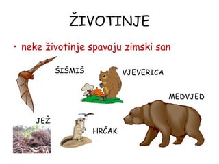 ŽIVOTINJE neke životinje spavaju zimski san JEŽ MEDVJED VJEVERICA ŠIŠMIŠ HRČAK 