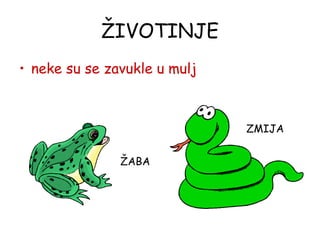 ŽIVOTINJE neke su se zavukle u mulj ŽABA ZMIJA 
